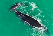 Ottawa is implementing the protection measures for North Atlantic right whales during the 2024 season. - Contributed
