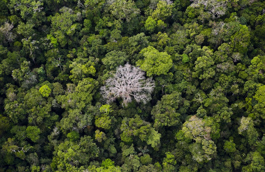Deforestation up 9 percent in Brazil's Atlantic forest