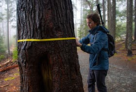 Chris Tabone measures a hemlock tree at Hemlock Ravine Park on Wednesday, March 27, 2024. Tabone is working to try to prevent a hemlock wooly adelgid infestation in Hemlock Ravine and has been volunteering to map and catalogue the hemlock trees in the park.
Ryan Taplin - The Chronicle Herald