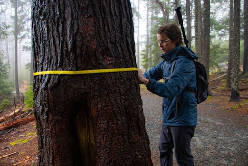 Chris Tabone measures a hemlock tree at Hemlock Ravine Park on Wednesday, March 27, 2024. Tabone is working to try to prevent a hemlock wooly adelgid infestation in Hemlock Ravine and has been volunteering to map and catalogue the hemlock trees in the park.
Ryan Taplin - The Chronicle Herald