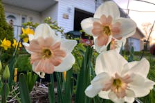 The daffodil is a popular Fall bulb to plant so gardeners have something to look forward to in the late winter and early spring. Their colours have moved on from the traditional yellow and white and this pink variety can be found on most nursery web-sites.