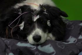STORY: Can dogs understand words for specific objects? A new study says yes - and that dogs picture the object in their minds when they hear its name, much like human beings. This border collie named Rohan was part of the study out of Budapest. Researchers at Eotvos Lorand University measured her brain activity, as her owner said words for objects she knew. Marianna Boros co-authored the study