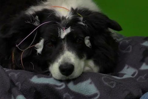 STORY: Can dogs understand words for specific objects? A new study says yes - and that dogs picture the object in their minds when they hear its name, much like human beings. This border collie named Rohan was part of the study out of Budapest. Researchers at Eotvos Lorand University measured her brain activity, as her owner said words for objects she knew. Marianna Boros co-authored the study