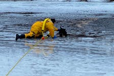 A dog was saved after falling through the ice by Rotary Park in Sydney Sunday. Cape Breton Regional Municipality reported on its Facebook page that the dog was observed wandering around the water near the Greenlink trail system  bordering Rotary Park when it ended up falling through the ice. Fire and Emergency Services received the report at 9 a.m. In the photo, George Street Station No. 1 firefighter Kylie Ballah is shown making the successful rescue. Other firefighters were also part of the effort, as were citizens who summoned help, the municipality noted. “Firefighters train for these events, however these rescues are considered low frequency, high risk events. We always caution individuals who wish to venture out on the ice and please keep your pets on a leash,” the municipality said in its post.  Cape Breton Regional Fire Platoon Chief Paul Ferguson, who was on scene, told the Cape Post the German Shepherd mix is fine but the dog didn’t want anyone near it afterwards and would not the firefighters take custody. The dog crossed the street, supposedly on its way home.. “After he got free, he wandered away on his own. … He gave a little nod, like thanks.” Ferguson said. The dog while in distress was noticed by passersby on Churchill Drive and they alerted the fire department, Ferguson said.  “He made it quite clear he wanted out (of the water). He was making lots of noise. He was happy to get out,” Ferguson said. The owner wasn’t on the scene. The  incident is a good lesson for people to keep their animals safe on a  leash. Ferguson said. Rescuing the dog was a good way to start the day, he said, adding there was a group of firefighters  from Station No. 1 involved in the effort. 

 CONTRIBUTED