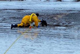 A dog was saved after falling through the ice by Rotary Park in Sydney Sunday. Cape Breton Regional Municipality reported on its Facebook page that the dog was observed wandering around the water near the Greenlink trail system  bordering Rotary Park when it ended up going through the ice. Fire and Emergency Services received the report at 9 a.m. In the photo, George Street Station No. 1 firefighter Kylie Ballah is shown making the successful rescue. Other firefighters were also part of the effort, as were citizens who summoned help, the municipality noted. “Firefighters train for these events, however these rescues are considered low frequency, high risk events. We always caution individuals who wish to venture out on the ice and please keep your pets on a leash,” the municipality said in its post. 
 CONTRIBUTED