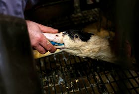 A duck is being fed by a farmer for foie gras (duck liver) at a poultry farm in Castelnau-Tursan, France, January 24, 2023.