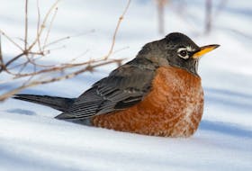 Sitting forlorn and hopeless in the snow, a robins wonders where its next meal will come from. - Bruce Mactavish
