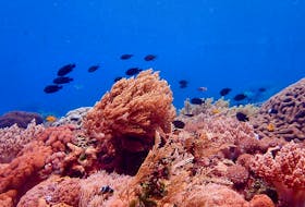 Fishes swim among coral reefs in the waters of Alor, East Nusa Tenggara province, Indonesia, October 6, 2022.