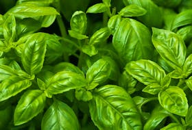 Old fashion sweet basil is everyone's favourite for making pesto, but there are several other kinds worth growing including large-leafed Genovese basil and spicy Thai basil. 