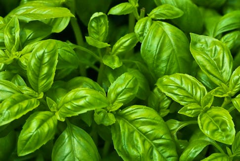 Old fashion sweet basil is everyone's favourite for making pesto, but there are several other kinds worth growing including large-leafed Genovese basil and spicy Thai basil. 