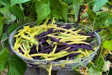 I love growing snap beans which can be bush or pole types. Pole beans out perform bush in terms of harvest window and yield, but bush beans don’t need supports. Grow whichever type is best for your garden.