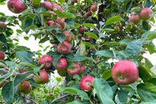 A tree is full of apples Sept. 4 at Dempsey Corner Orchard in Aylesford.