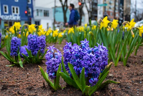 Pedestrians walk past flowers planted near the main entrance to the Halifax Public Gardens on Tuesday, May 2, 2023.
Ryan Taplin - The Chronicle Herald