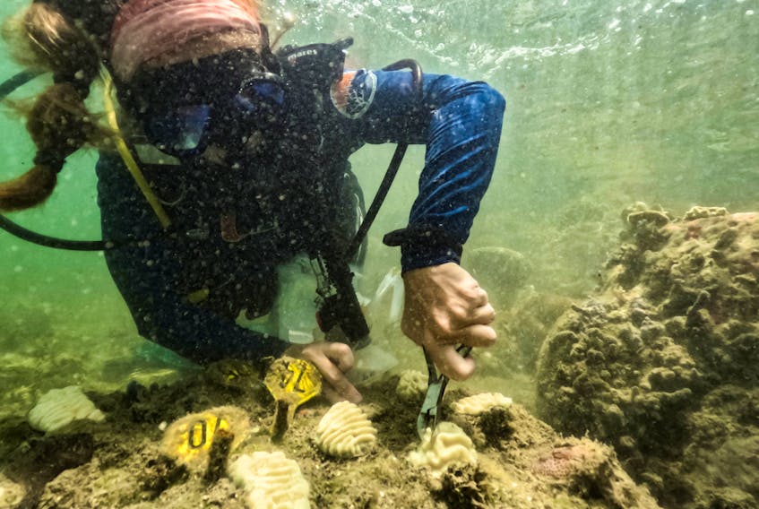 NOAA intern and University of Miami PhD candidate, Allyson DeMerlis, grabbles samples of corals that she planted in December of 2022 that have now already bleached fully in Miami, Flordia, U.S., July 14, 2023.