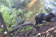 River otters have been a consistent sight in the barrier lakes of the Kensington area for several years. Cameras have not captured any evidence of pups, but the Kensington North Watersheds Association remains hopeful. Kensington North Watersheds Association Ltd./Special to the Guardian
