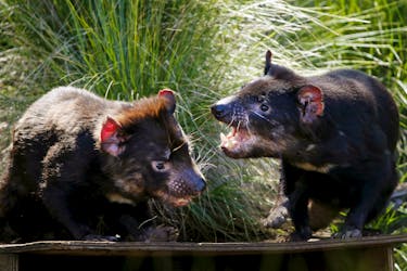 Tasmanian Devils fight in their enclosure before the first shipment of healthy and genetically diverse devils to the island state of Tasmania are sent from the Devil Ark sanctuary in Barrington Tops on Australia's mainland, November 17, 2015. 