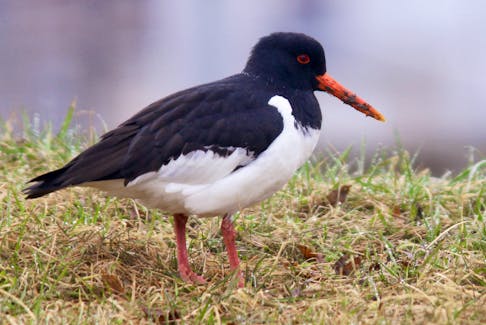 The Eurasian oystercatcher is very rare on this side of the Atlantic Ocean but was a completely unexpected to be feeding on earthworm in the median of a busy street in downtown St. John's. - Jared Clarke