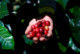 A worker harvests arabica coffee cherries at a plantation near Pangalengan, West Java, Indonesia May 9, 2018. Picture taken May 9, 2018.