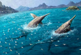 A pair of giant Ichthyotitan severnensis, a newly identified species of marine reptile that lived 202 million years ago based on fossils discovered at Somerset, England, swim in this illustration obtained by Reuters on April 16, 2024. Gabriel Ugueto/Handout via REUTERS