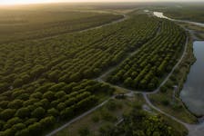 An aerial view of the Heavenly Farms pecan orchard along the Rio Grande river in Eagle Pass, Texas, U.S. July 29, 2023. 