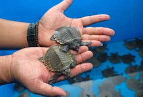 A Calgary man has been fined $35,000 for illegally importing turtles and turtle eggs from China. In this file picture taken on January 9, 2014, an official holds baby pig-nosed turtles in Tangerang, Banten province, Indonesia.