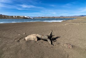A view of mud and rocks and a tree stump near the Oldman Reservoir, which according to local news media is at its lowest point in 30 years, near Pincher Creek, Alberta, Canada March 15, 2024. 