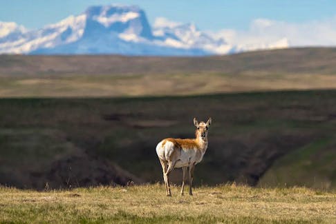 A pronghorn on the McIntyre Ranch. 