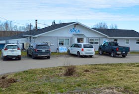 The Nova Scotia SPCA’s Cape Breton shelter on East Broadway. In February, the building had to be evacuated after a four-day snowstorm caused the ceilings and beams to bow. While the structure has since been safely fortified, it was built in 1977 and needs to be replaced, says Nova Scotia SPCA director of external relations Sarah Lyon. “Like we've always known and like we said on Feb. 7, this building was built over four decades ago and we need a new building for the animals of Cape Breton.” Chris Connors/Cape Breton Post