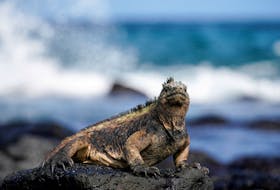 A marine iguana sits on a rock in front of the Pacific Ocean on Santa Cruz Island, part of the Galapagos Islands, Ecuador.  Picture taken January 16, 2022.