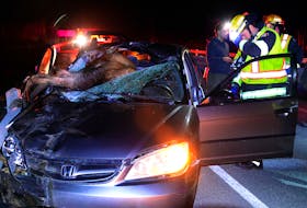 A moose-vehicle collison Tuesday night left the animal almost completely inside the car but the driver escaped serious injuries. Saltwire staff