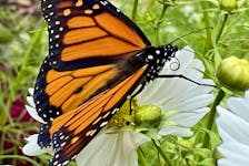 Adult butterflies, like this monarch, need a variety of nectar plants like coneflowers, Joe pye weed, cosmos, zinnias, asters and bee balm.