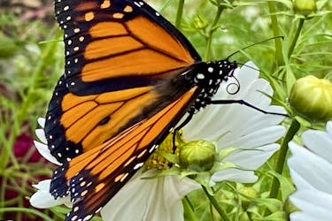 Adult butterflies, like this monarch, need a variety of nectar plants like coneflowers, Joe pye weed, cosmos, zinnias, asters and bee balm.
