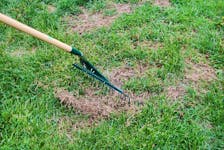 A soft rake is an important tool for a spring yard cleanup.