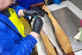 A cod is tagged earlier in 2024 as part of the Northern Cod Fishery Improvement Project in Newfoundland and Labrador, a collaborative effort by industry partners to improve the science of understanding the stock and to elevate its place in the global market. Contributed/Atlantic Groundfish Council