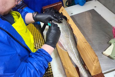 A cod is tagged earlier in 2024 as part of the Northern Cod Fishery Improvement Project in Newfoundland and Labrador, a collaborative effort by industry partners to improve the science of understanding the stock and to elevate its place in the global market. Contributed/Atlantic Groundfish Council