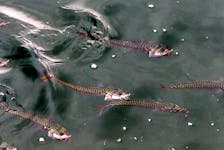 FOR STANDALONE PHOTO:
A school of Mackerel, feed along the waterfront in Halifax Monday September 18, 2017.

Tim Krochak/The Chronicle Herald