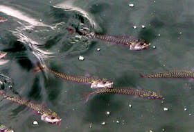FOR STANDALONE PHOTO:
A school of Mackerel, feed along the waterfront in Halifax Monday September 18, 2017.

Tim Krochak/The Chronicle Herald