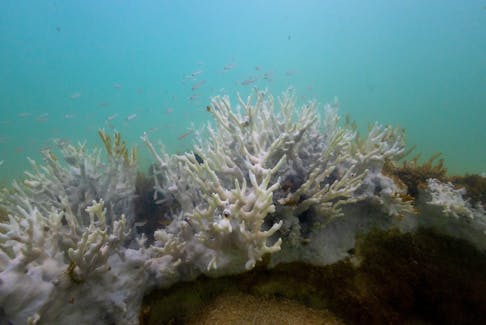 Bleached coral is seen in a reef at the Costa dos Corais in Japaratinga in the state of Alagoas, Brazil April 16, 2024. Brazil is bracing for what may be its worst-ever coral bleaching event as extremely warm waters damage reefs in the country's largest marine reserve, threatening the region's tourism and fishing revenues. REUTERS/Jorge Silva