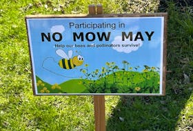 No Mow May helps pollinators become nourished after hibernation. A study from University of Quebec – Trois Rivieres reveals a reduction in mowing can help increase the number of pollinators and reduce greenhouse gas emissions. CONTRIBUTED