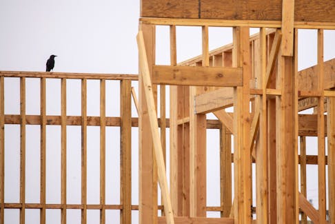 A crow sits on wood framing at a commercial construction project in Encinitas, California, U.S., July 30, 2020.