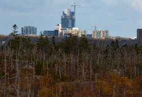 Construction continues on some Halifax high-rises in a photo taken from McIntosh Run mountain biking trails in Spryfield on Monday, Oct. 23, 2023.
Ryan Taplin -  The Chronicle Herald