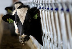 A dairy cow stops to look up while feeding at a dairy farm in Ashland, Ohio, December 12, 2014.