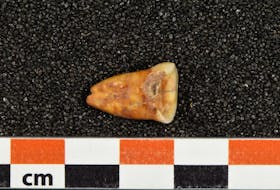 A human tooth discovered at Taforalt Cave in Morocco in an undated photograph. Heiko Temming/Handout via REUTERS
