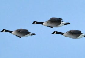 FOR NEWS STANDALONE: A trio of Canadian Geese, on the wing, approach a Dartmouth lake for landing Monday February 12, 2024.

TIM KROCHAK PHOTO