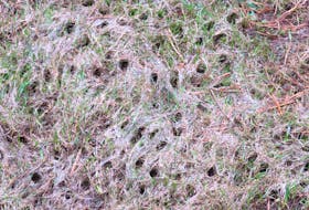 Lloyd Gill said dozens of holes appeared on his lawn this spring and is left wondering what caused them. -Contributed/Lloyd Gill