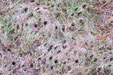 Lloyd Gill said dozens of holes appeared on his lawn this spring and is left wondering what caused them. -Contributed/Lloyd Gill