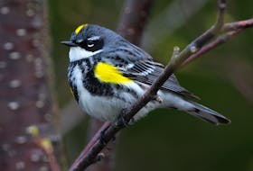 The beautiful yellow-rumped warbler is a common spring arrival enjoyed by birders across the province. - Bruce Mactavosh