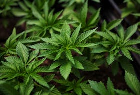 Marijuana plants for the adult recreational market are seen inside a greenhouse at Hepworth Farms in Milton, New York, U.S., July 15, 2022.