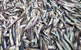 Jessika Lamarre says reliance on forage fish such as capelin to make fishmeal for farmed fish is not environmentally sustainable. – Saltwire file
