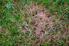 Red thread disease is seen in a patch of lawn.